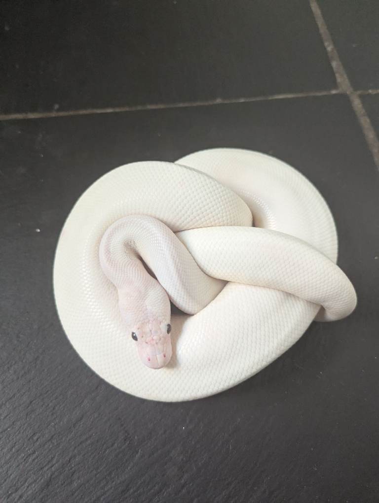 Ivory Royal Python with vivarium 