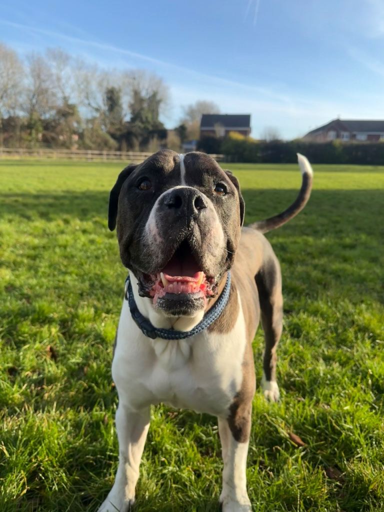 Sylvester, Alapaha blue blooded bulldog