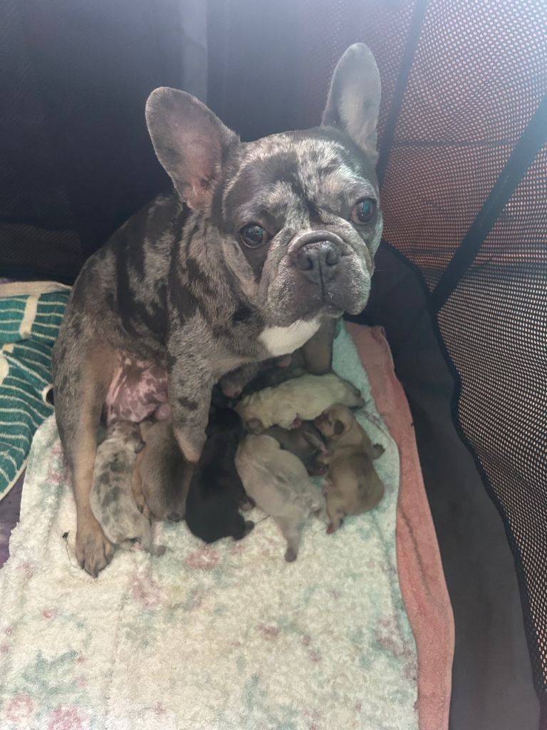 French Bulldog Puppies – 8 Beautiful Puppies – 3 Boys & 5 Girls