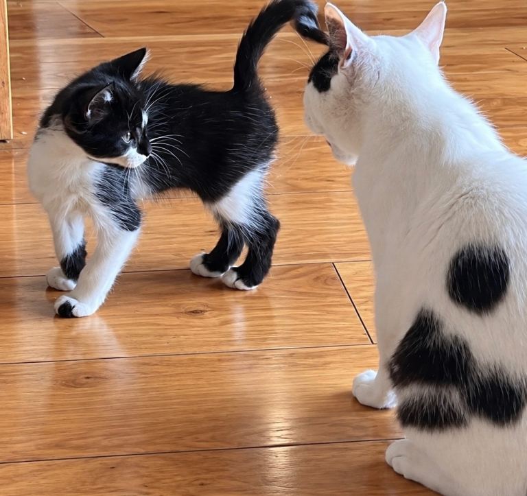 Kittens ready now 