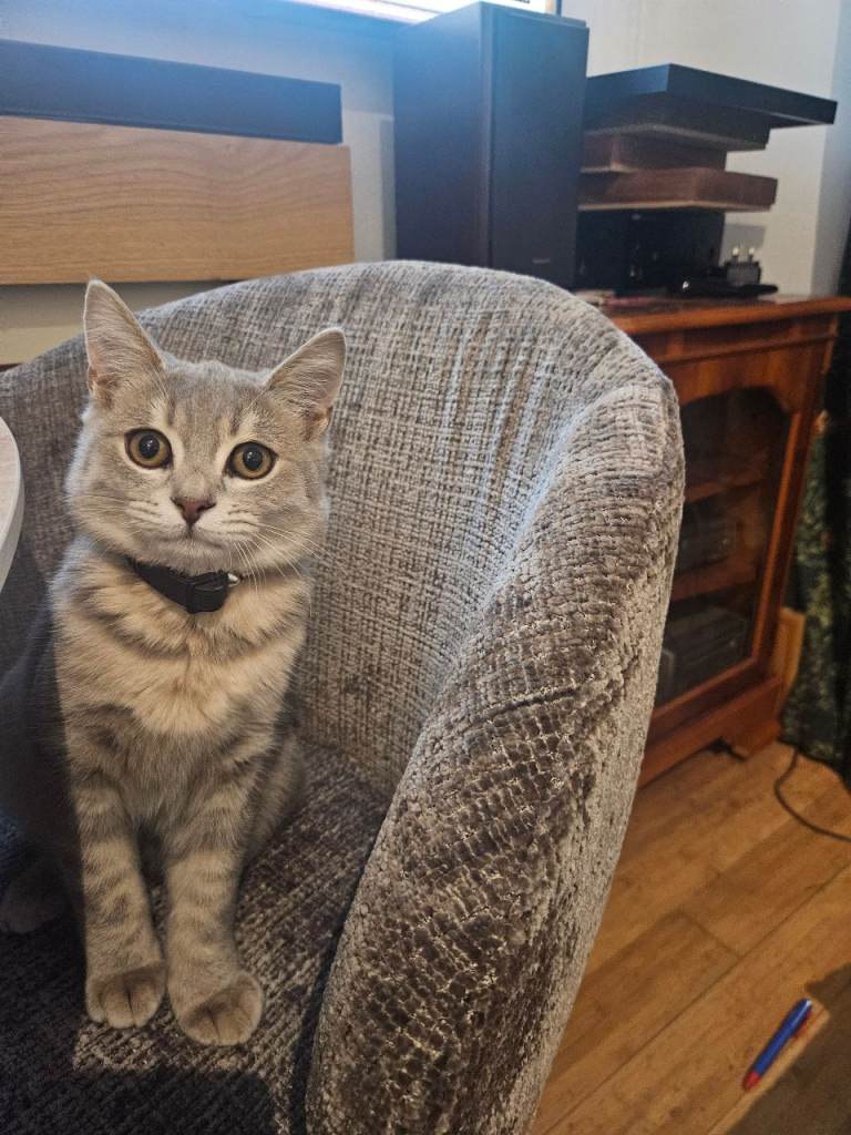 LILAC Bengal. Gorgeous grey colourings and beautiful short dense coat 