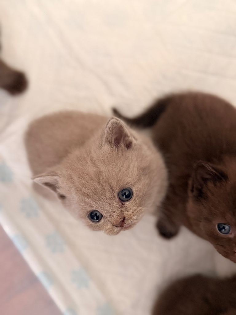 British short hair Kitten