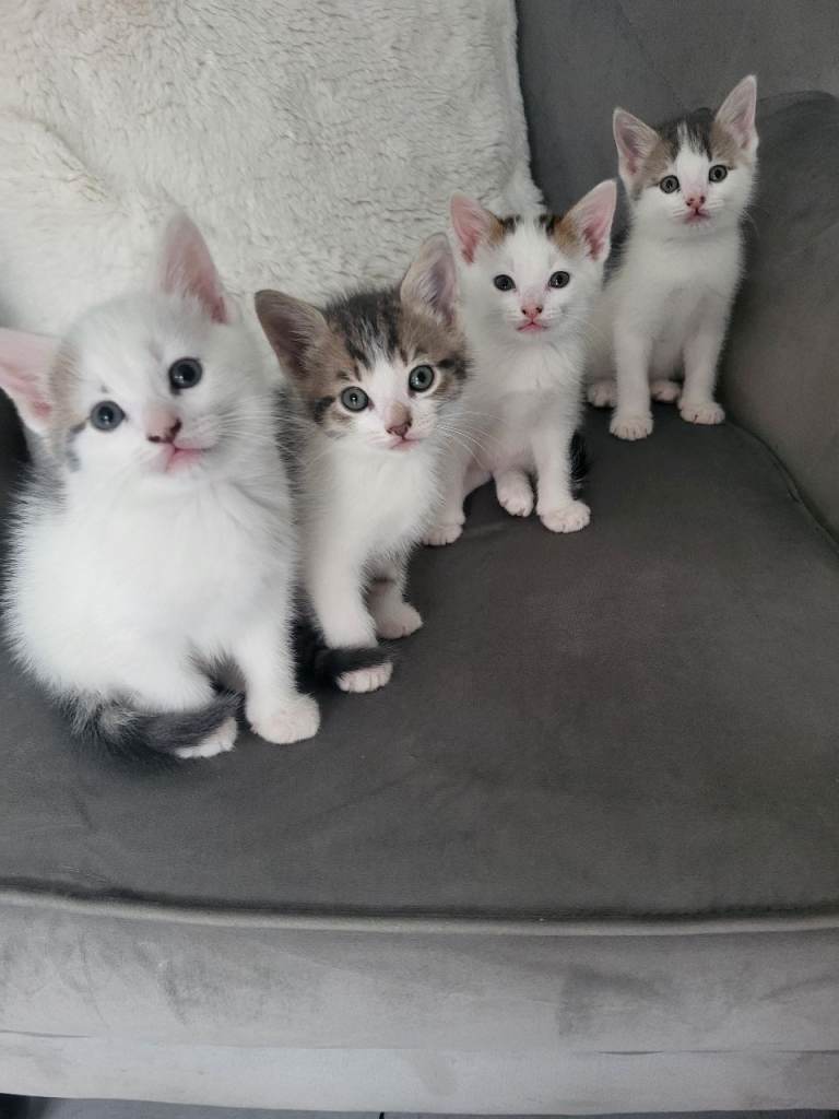 8 weeks old kittens for sale