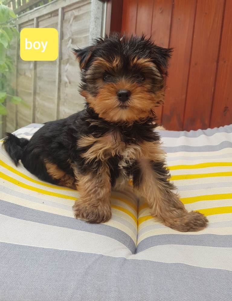 Yorkshire terrier puppies 9 weeks old 