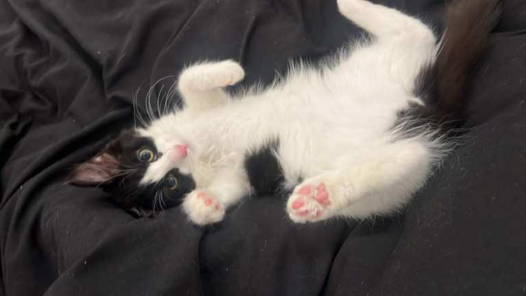 British short hair tuxedo Cat