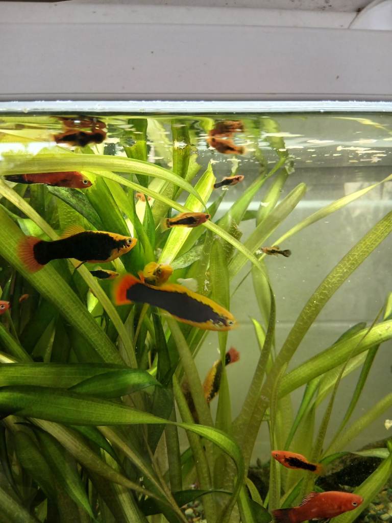 Platy fish for sale 