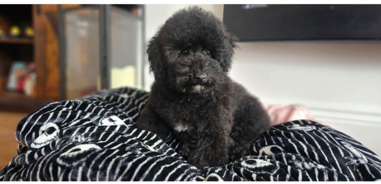 Beautiful toy poodle boy