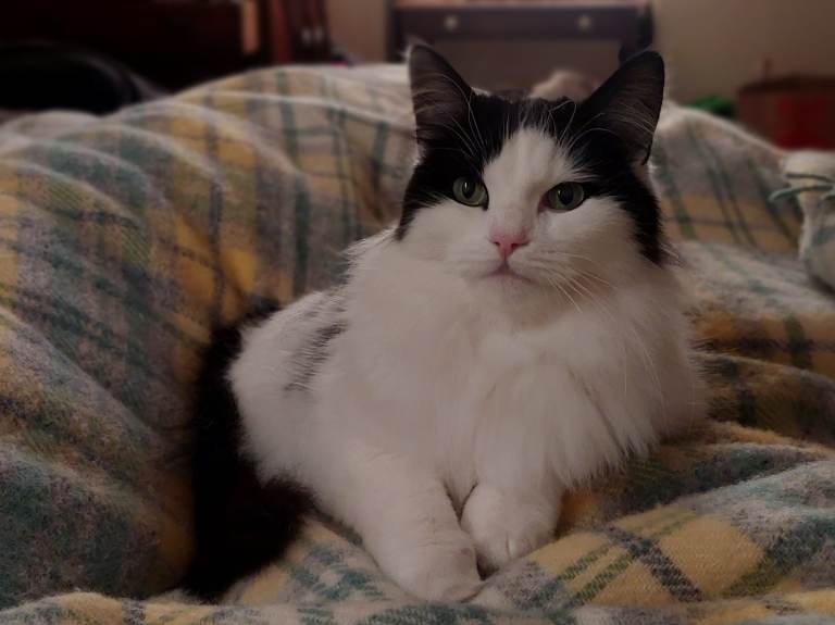 Beautiful Maine Coon x kittens