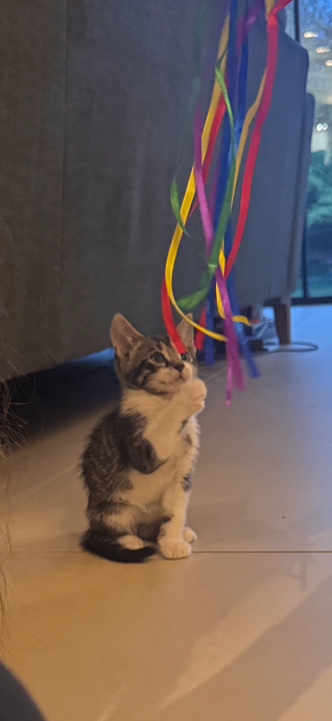 Kitten, mix bengal needs to leave asap