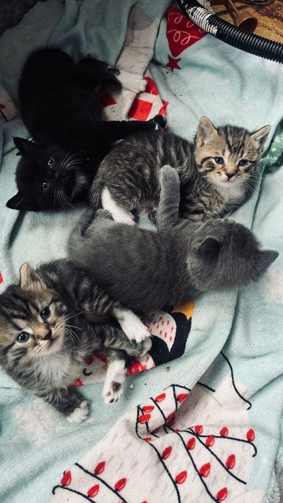 Sweet kittens