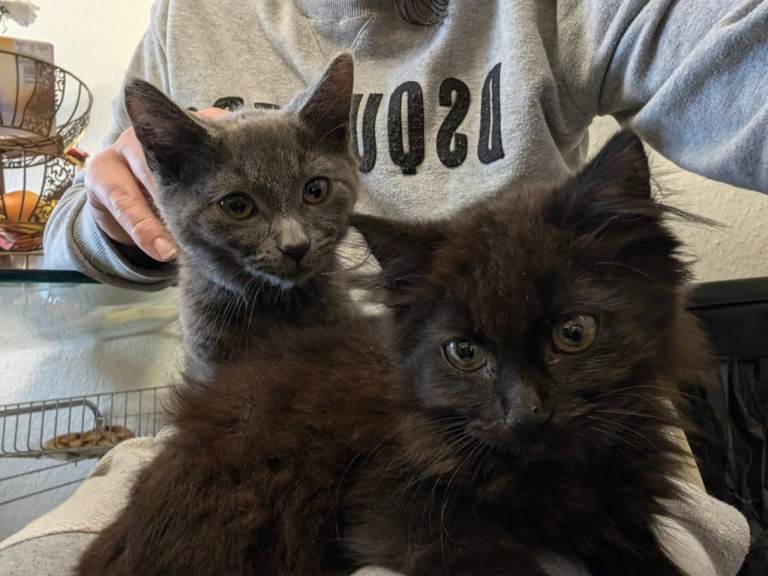 Kittens