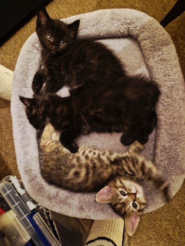 Beautiful and playful Half Ragdolls