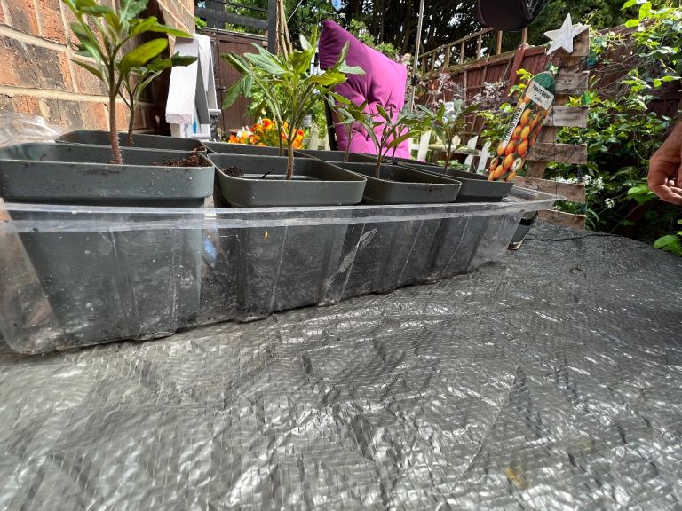 Tomato plants 