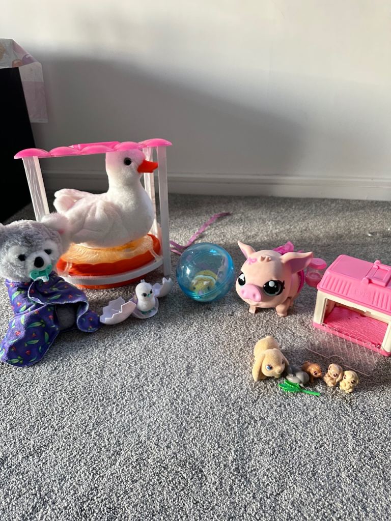 Selection of pets alive - koala, duck, pig turtles and rabbits.