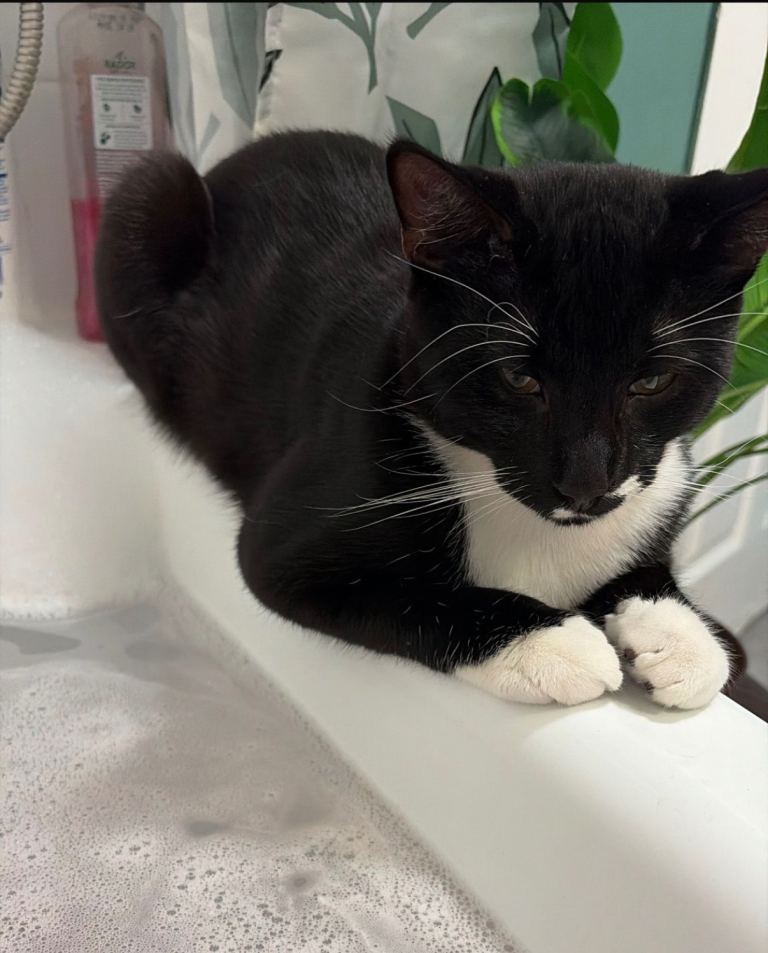 Male kitten