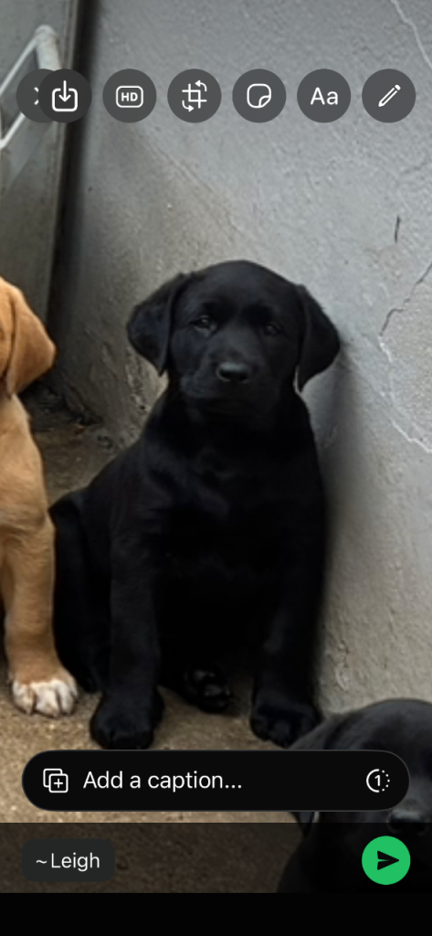 Gorgeous chunky Labrador puppies.