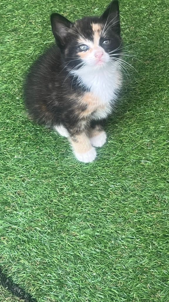 Kittens 