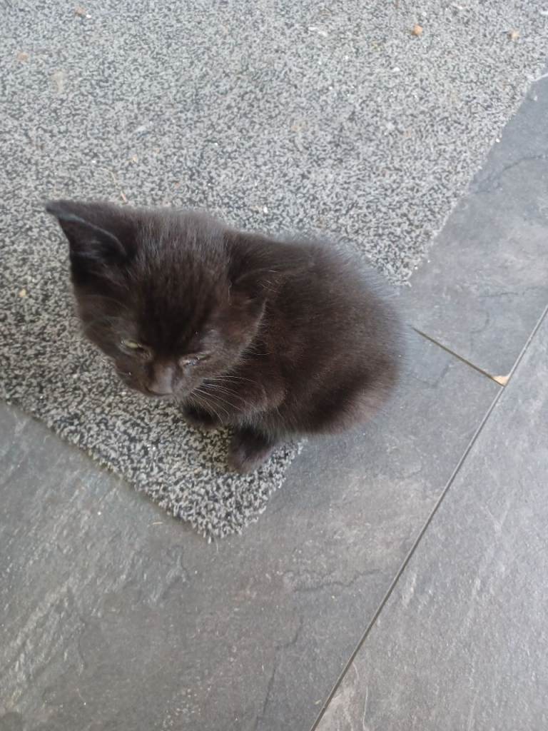 Kittens 