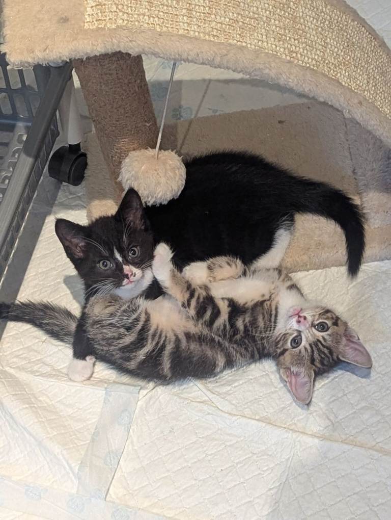 4 beautiful kittens 