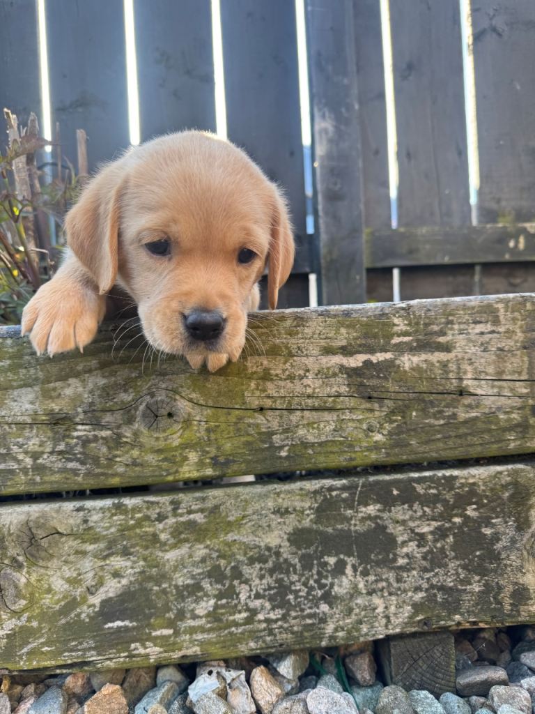 Labrador puppies one boy left