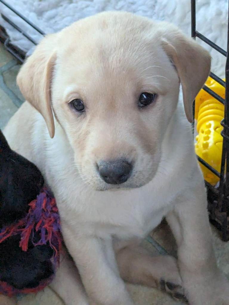 K C registered Labrador retriever puppies.3 boys left 