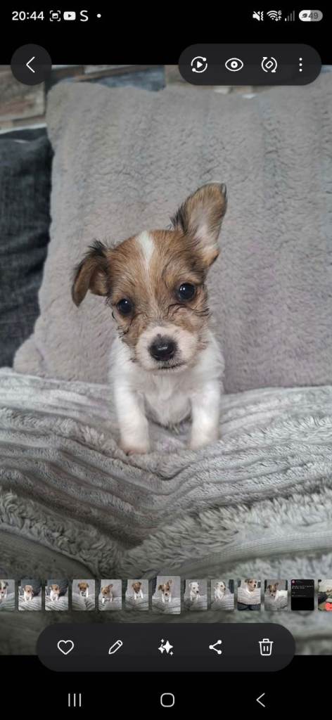 Jack russell 