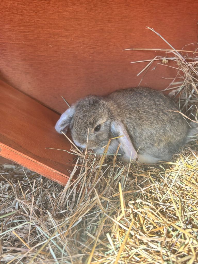 Baby bunnies