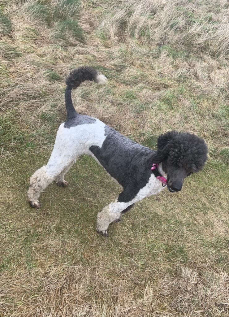 Labradoodles