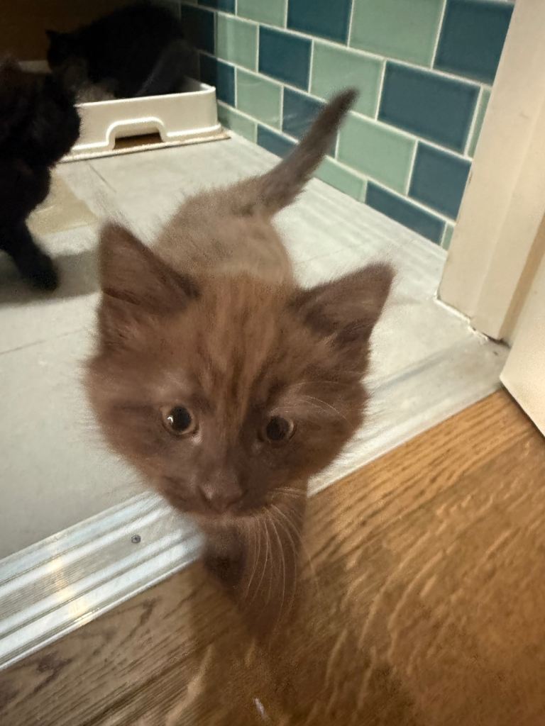 Dark brown kitten