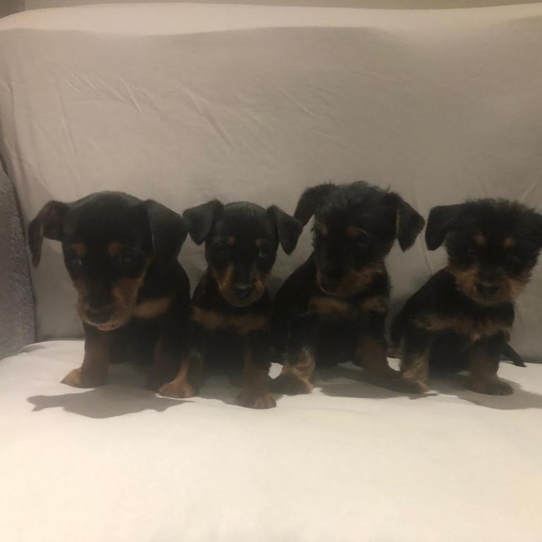Dachshund cross Yorkshire Terrier puppies