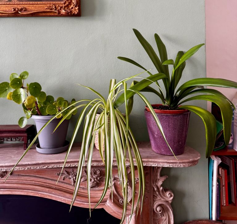 Different plants