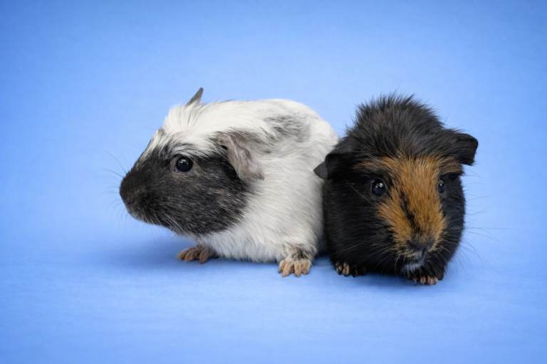 Dalmatian Guinea pigs
