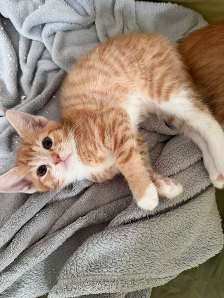 Rare Female Ginger MaincoonXSelkirk Rex Kitten