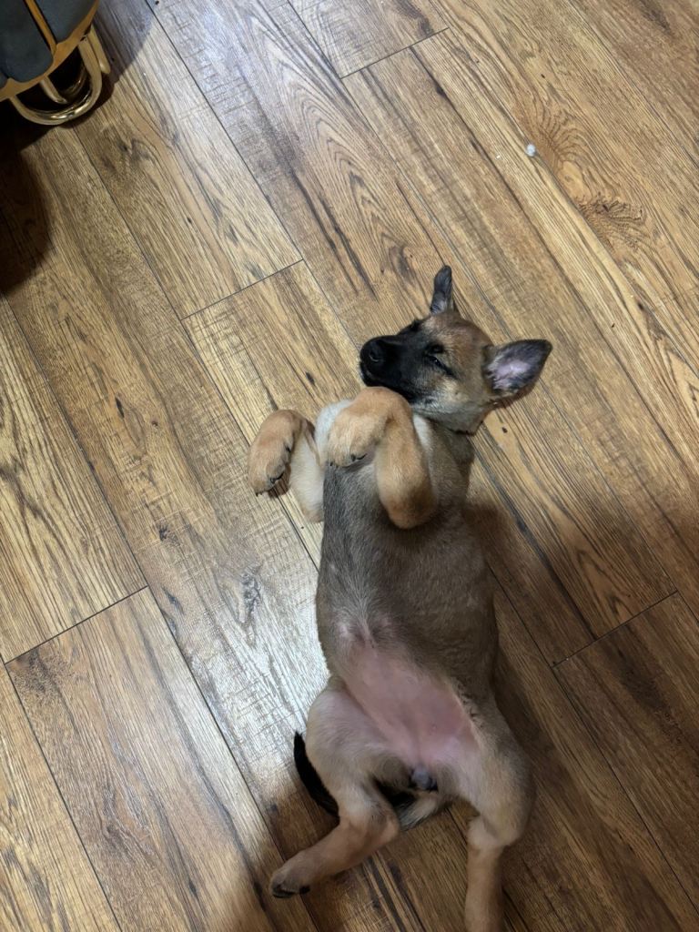 Malinois puppy