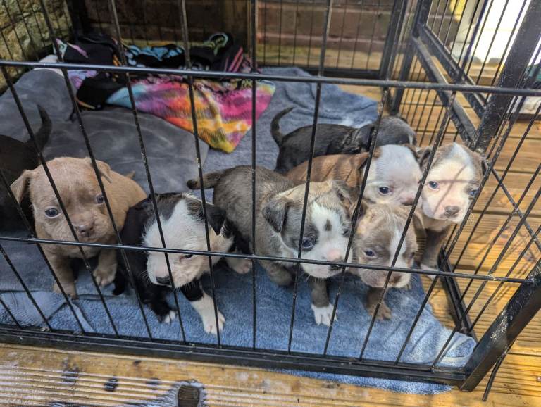 Boston X Puppies for sale 