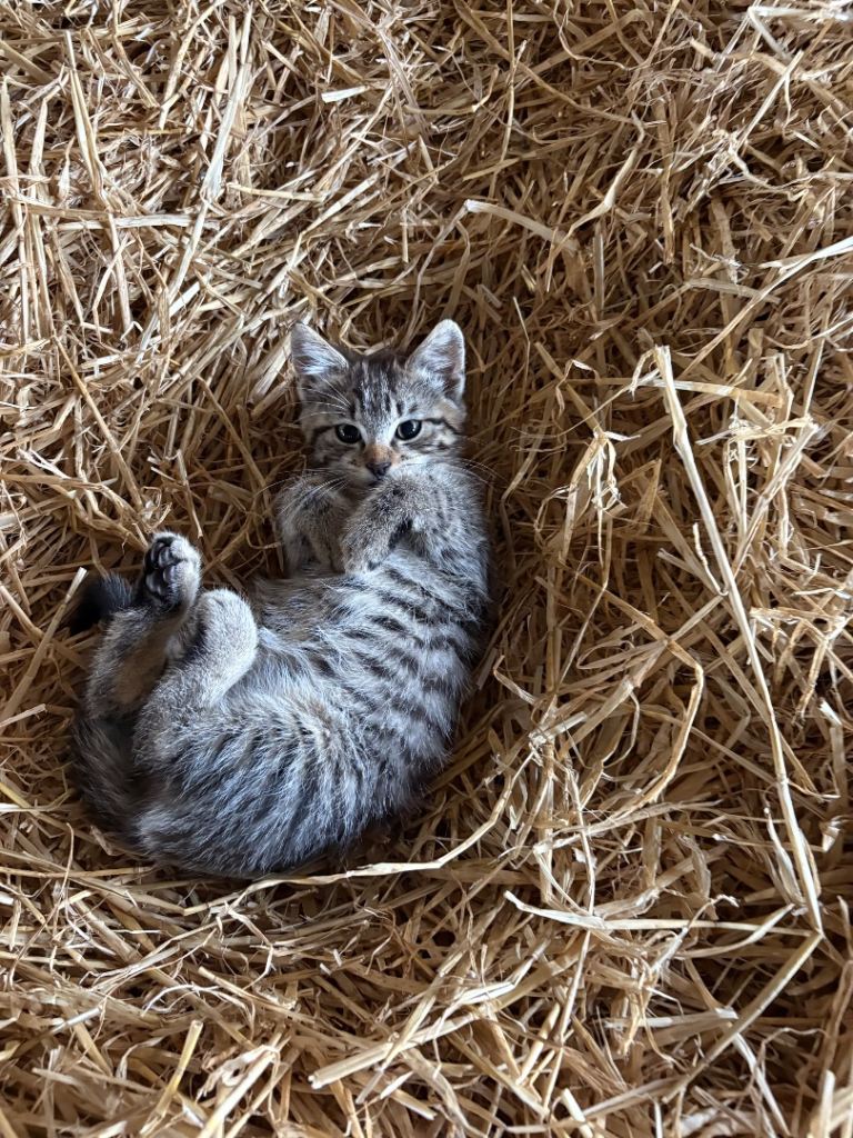 Farm Kittens Available 