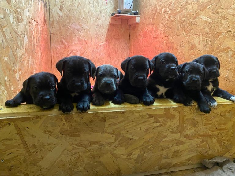 Cane corso puppies for sale 