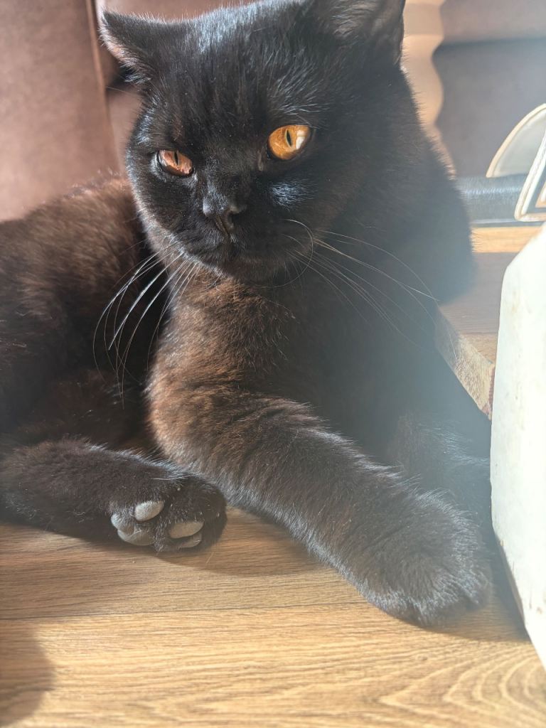 British shorthair male