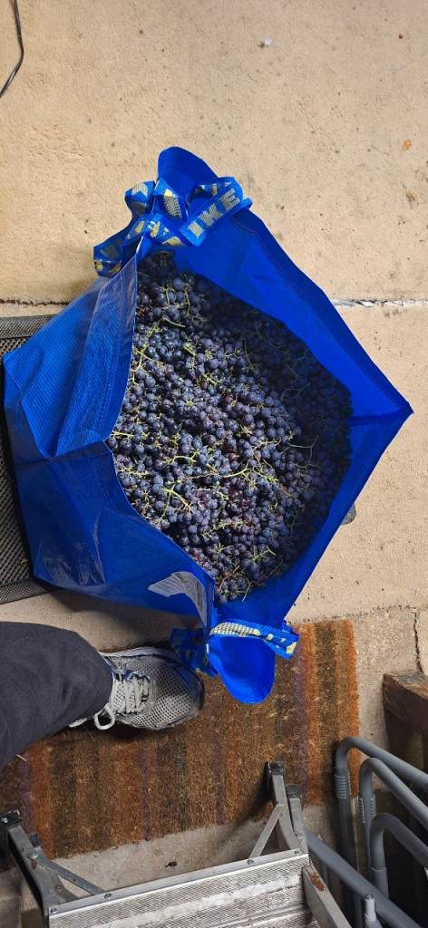 FREE GRAPES FOR ANY BUDDING WINEMAKERS!