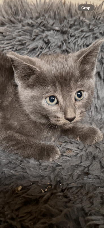 Stunning blue grey kittens 