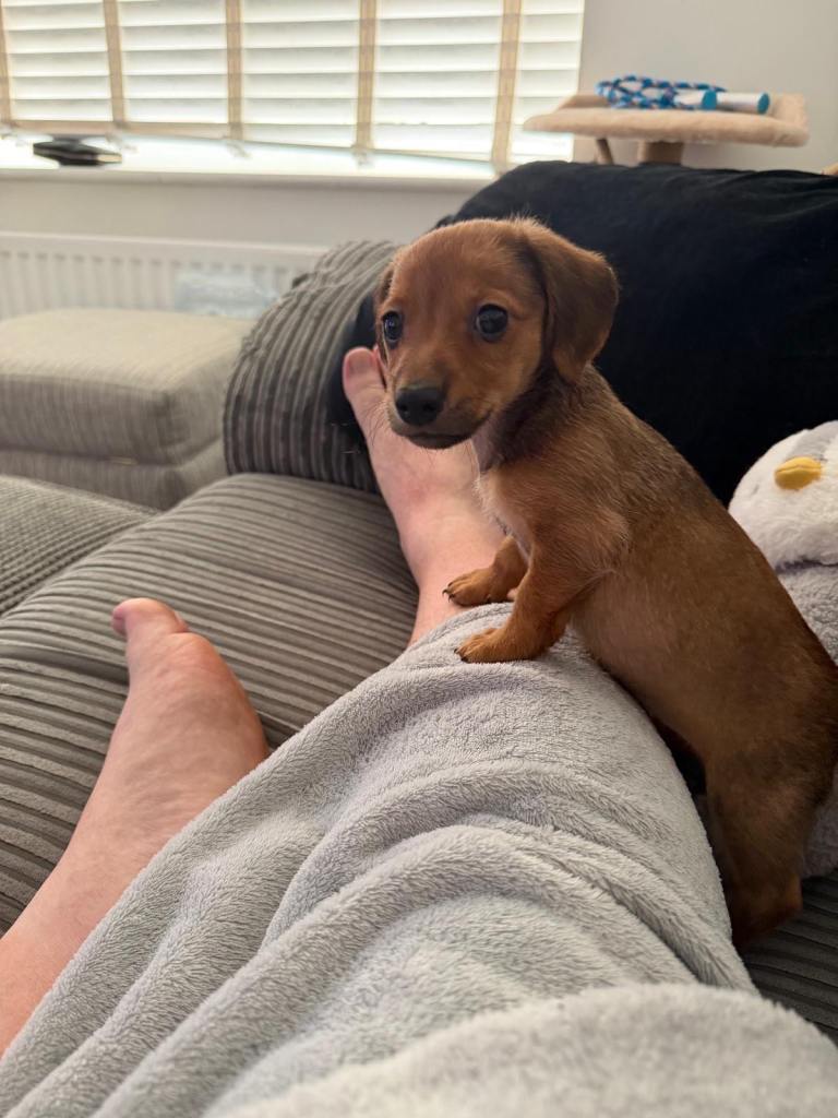 Daisy 