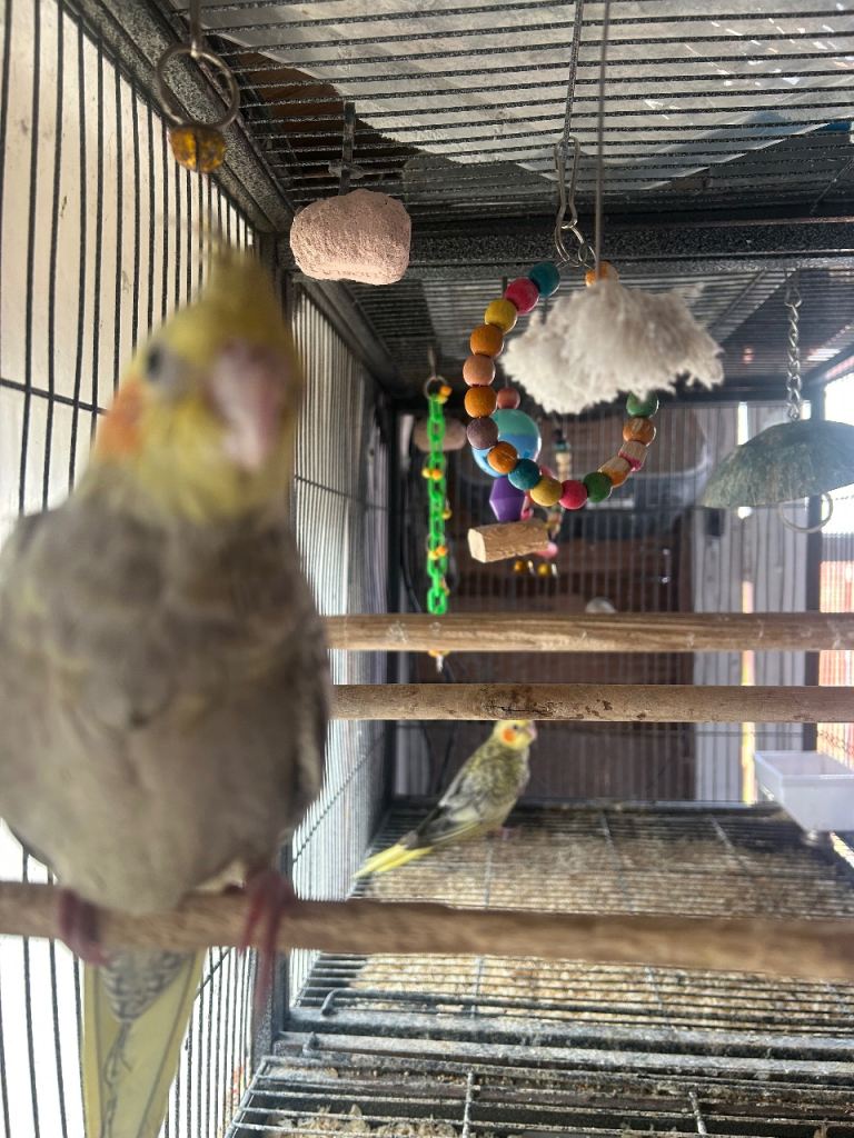 Baby cockatiels & baby budgies