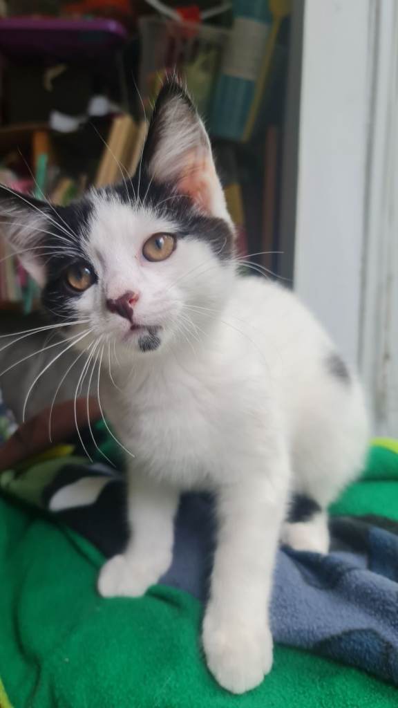 Beautiful male kitten 😸 