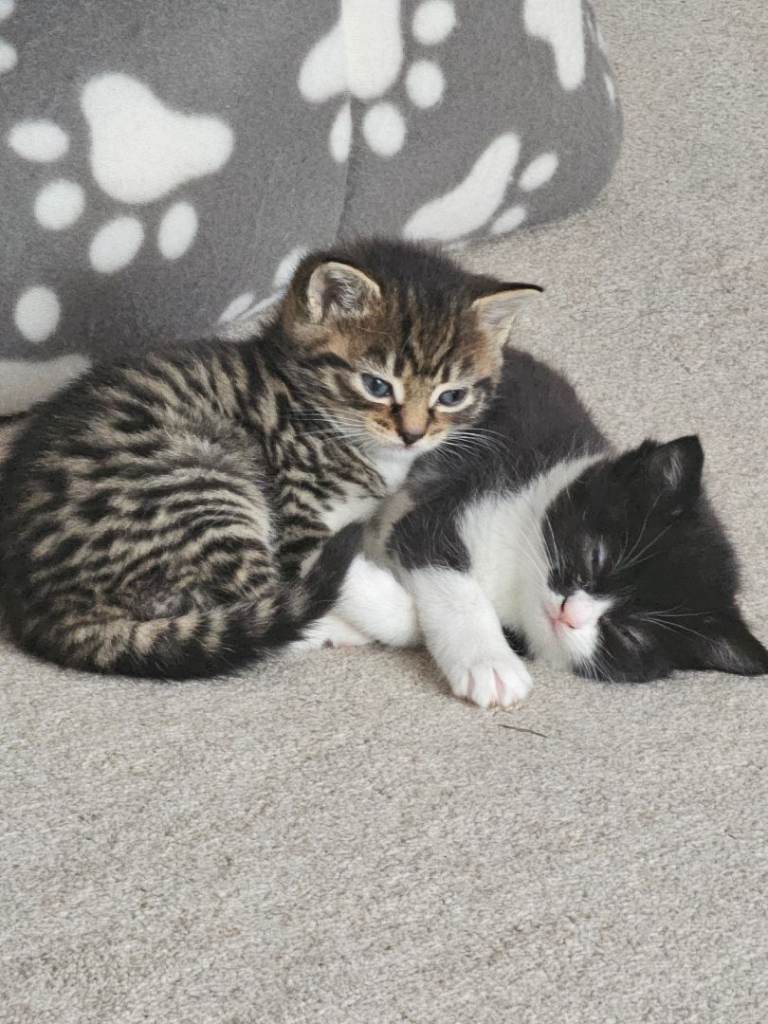 Loving and playful female black white tuxedo kitten for sale ready in a week