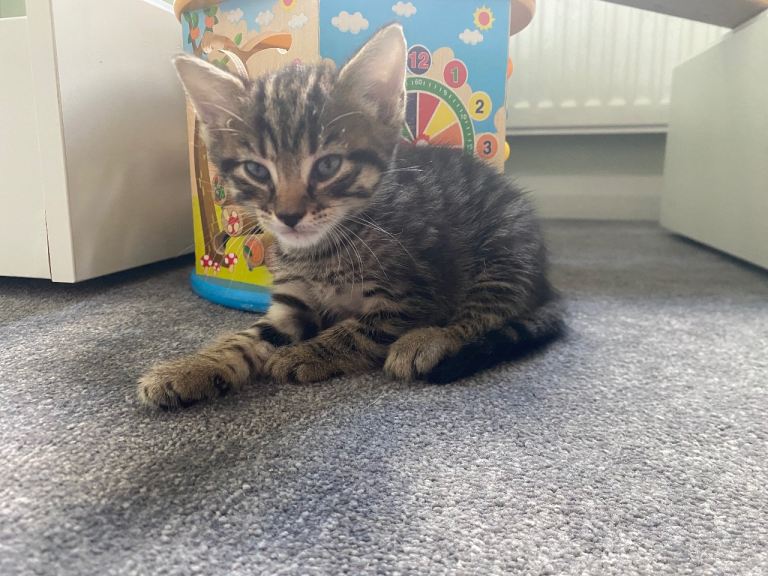 Five adorable kittens -ONLY ONE STILL AVAILABLE