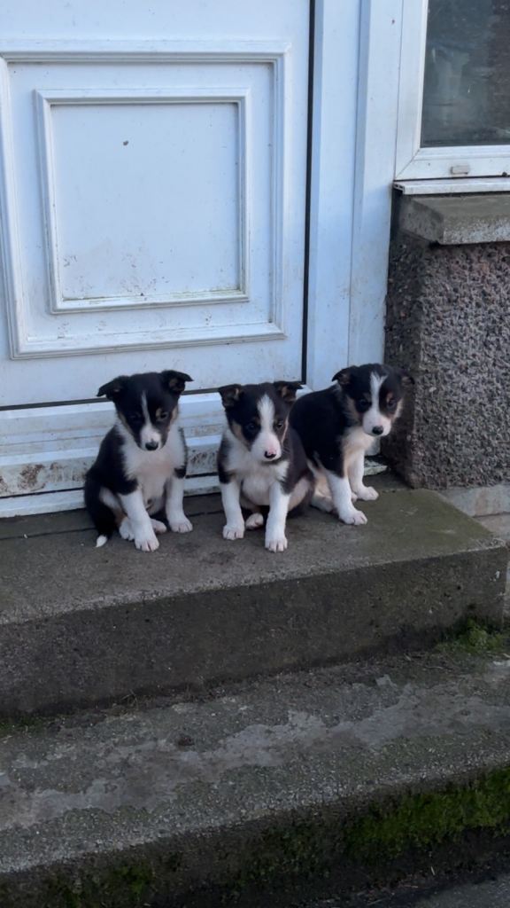 Border Collie Pups