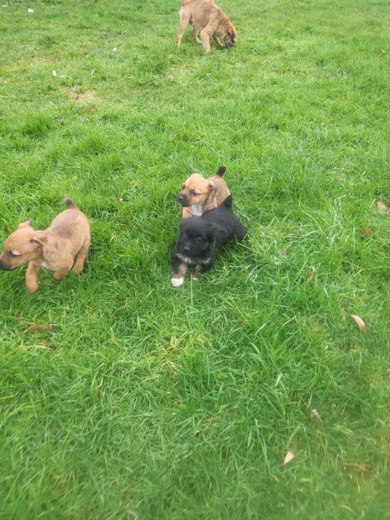 Border/jack russell puppies