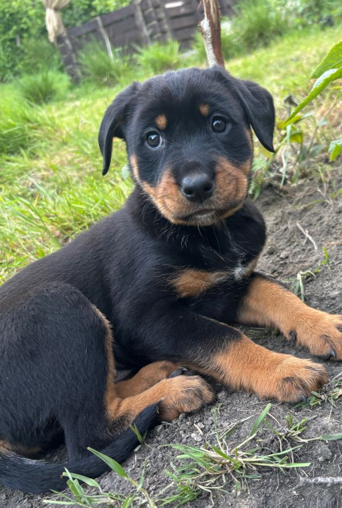 Border Rottie puppies for sale 