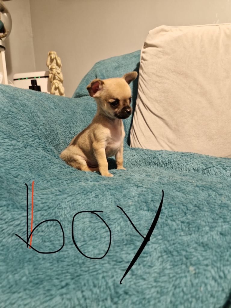 Chihuahua Pup for sale 