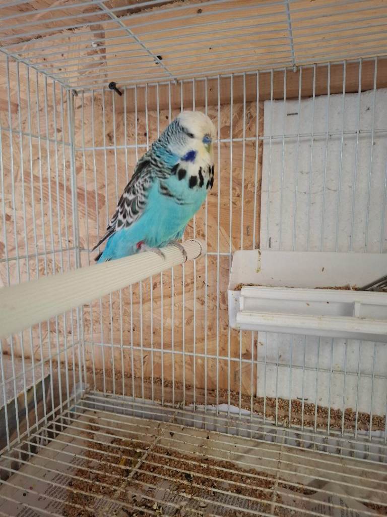 Exposition Budgies 